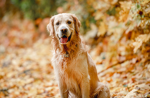 Adorable golden retriever dog sitting on yellow leaves in autumn park on ground and looking at camera. Cute purebred doggy pet outdoors