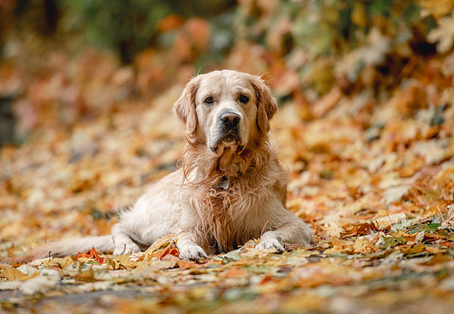 Golden retriever dog lying on ground on yellow leaves in autumn park and looking at camera. Adorable purebred doggy pet outdoors