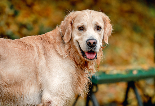 Golden retriever dog walking in autumn park. Cute purebred doggy pet outdoors portrait