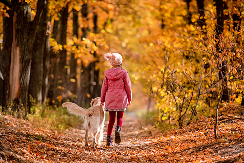 Preteen girl kid with golden retriever dog walking at autumn park at road covered with yellow leaves. Beautiful portrait of child and pet outdoors at nature from back