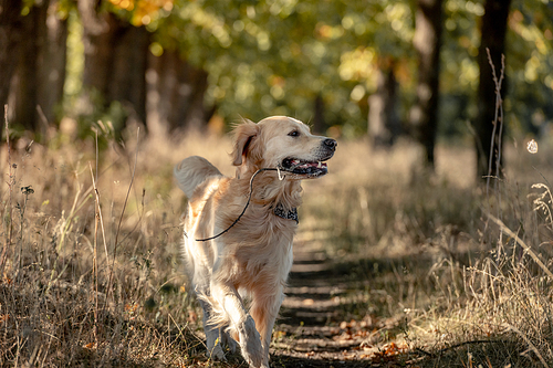 Golden retriever dog holding stick in its mouth in autumn day outdoors. Purebred pet labrador walking at nature