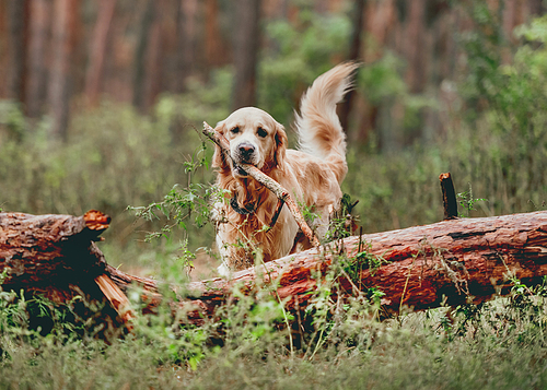 Golden retriever dog holding stick in its mouth and standing close to log in the forest. Cute purebred doggy pet labrador at nature