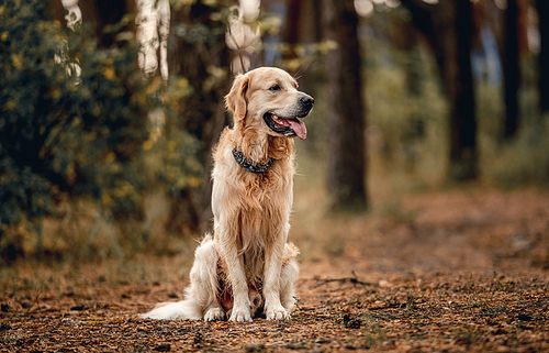 Golden retriever dog sitting and looking at camera in the forest. Cute purebred doggy pet labrador at nature