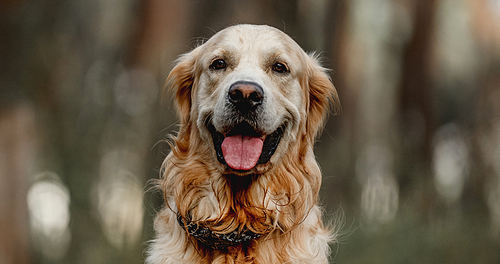 Golden retriever dog looking at camera with mouth opened. Cute purebred doggy pet labrador at nature with daylight portrait