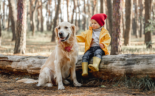 Little girl child sitting on log with golden retriever dog and petting it in autumn forest. Female kid and doggie pet portrait at nature