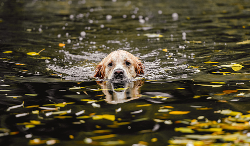 Golden retriever dog hunter chases in pond at autumn park. Pet doggy labrador swimming in lake with fallen yellow leaves and looking at camera