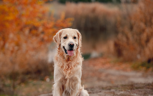 Golden retriever dog sitting at autumn forest and looking at camera. Cute doggy pet labrador at colorful wood nature