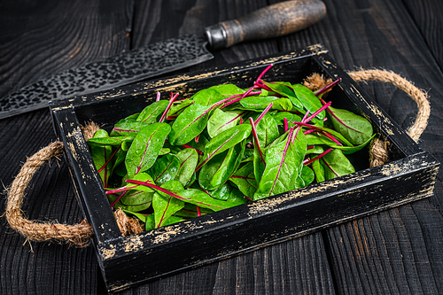 Raw chard leaves,  mangold, swiss chard in a wooden tray. Black Wooden background. Top view.