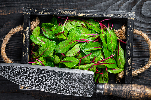 Raw chard leaves,  mangold, swiss chard in a wooden tray. Black Wooden background. Top view.