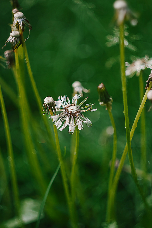 Close-up of a wet dandelion flower on green grass background after rain.