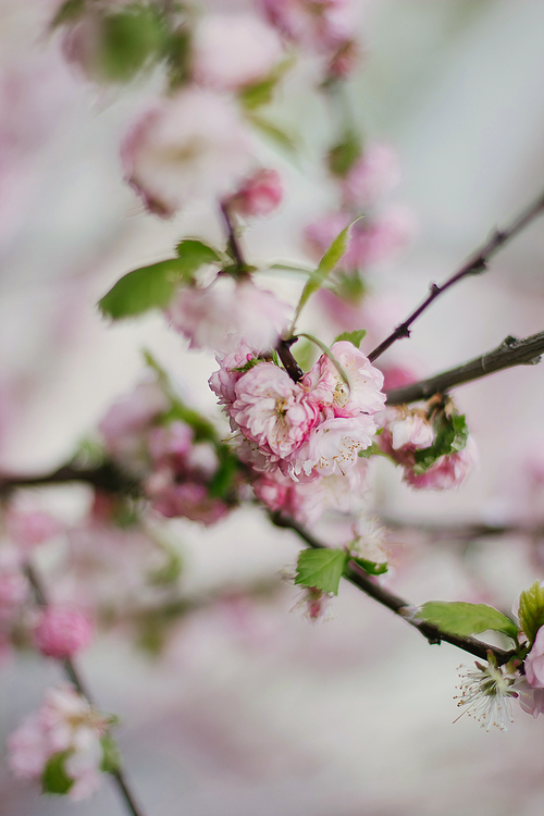 cherry blossom or sakura flower in spring.