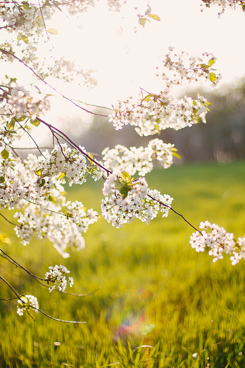 Cherry blossoms in an orchard in warm sunset rays. Beautiful nature scene with branch in bloom and sun flare. Spring flowers. Springtime