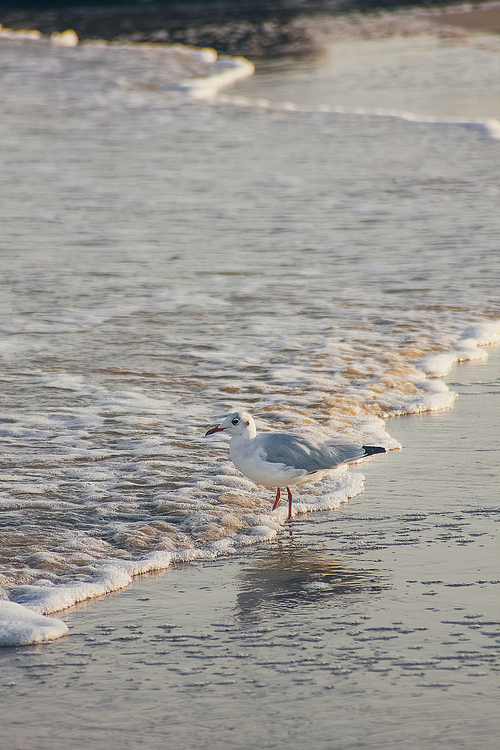 A seagull stands on beach sand.