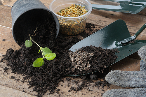 plant on black soil with seed and gardening tools