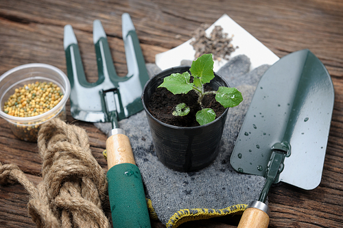 gardening tools and plant on black soil