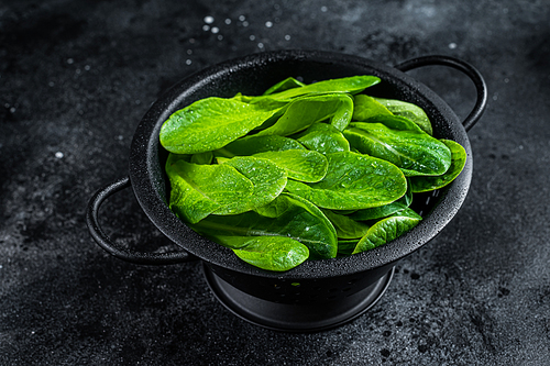 Raw leaves of romaine lettuce in colander. Black background. Top view.