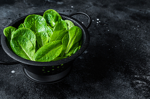 Raw leaves of romaine lettuce in colander. Black background. Top view. Copy space.