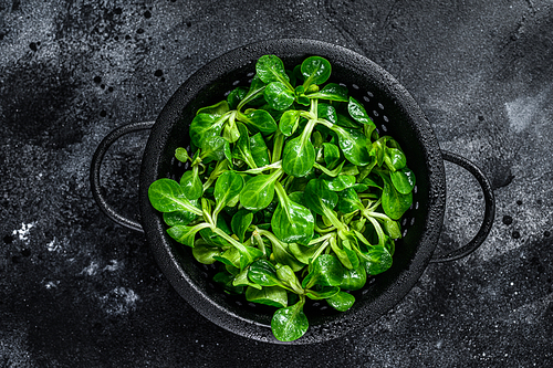 Fresh green Corn salad leaves, lambs lettuce in a colander. Black background. Top view.