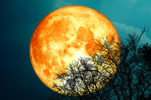 full buck blood moon and silhouette tree in the night sky, Elements of this image furnished by NASA