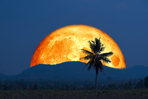 Super blood moon and silhouette coconut tree mountain in the night sky, Elements of this image furnished by NASA