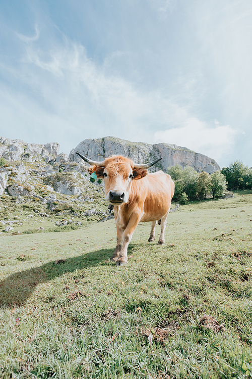 Portrait of a cow on Picturesque summer landscape of highland Beautiful landscape with mountains. Viewpoint in Lagos de Covadonga, Picos de Europa National Park, Asturias, Spain