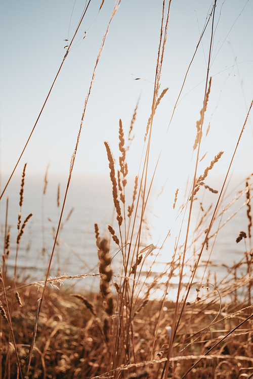 Out of focus sunset wallpaper with leaf golden. Summer time concept.