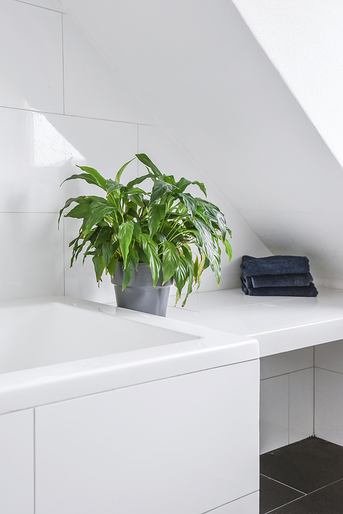 Beautiful white flower pot on the shelf