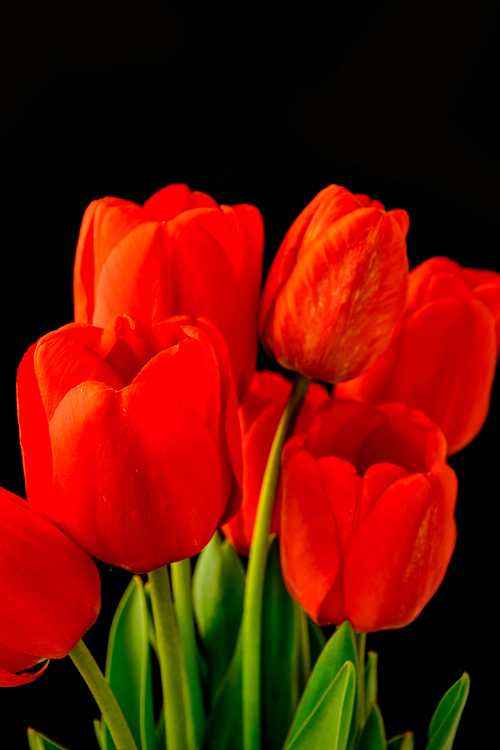 Closeup red tulips flowers bunch in bloom leaves isolated on black background, copy space for text
