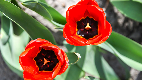 Red tulips in close-up. Open and closed bud tulip. Bright tulip flowers from all sides. Flowers for the holiday of spring. Beautiful flowers, Spring time gardening