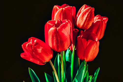 Closeup red tulips flowers bunch in bloom leaves isolated on black background, copy space for text