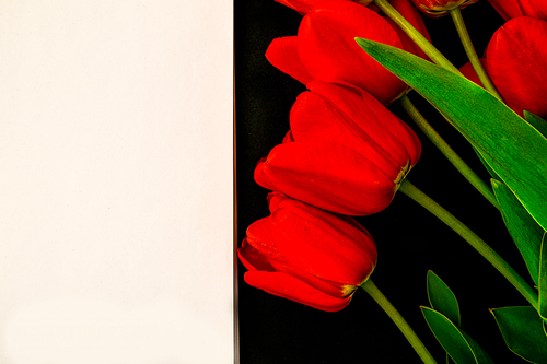 White blank condolence card with red tulips on the dark background. Fresh flowers. Empty place for a text. blank gift card for text