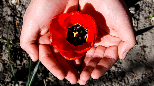 red tulip in the hands of nature, Close up worker s hand holding a red tulip in garden. Selected focus concept