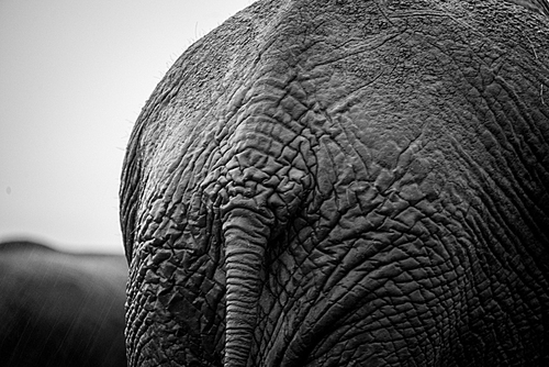 아프리카 코끼리2