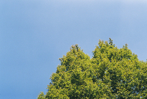 푸른 하늘 초록 나무