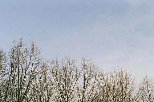 겨울 나무와 파란 하늘