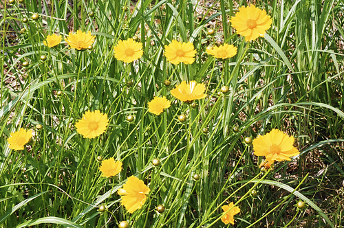 노란색 들꽃