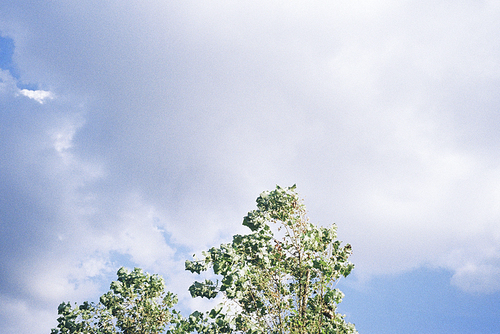 푸른 나뭇잎과 구름 가득한 하늘