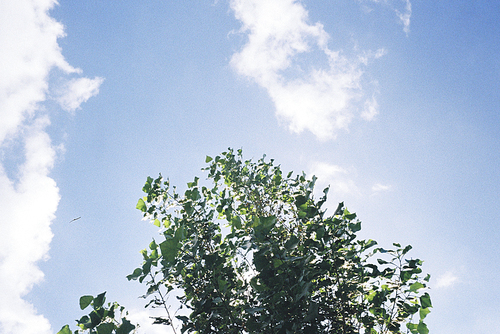 푸르른 나뭇잎과 하늘