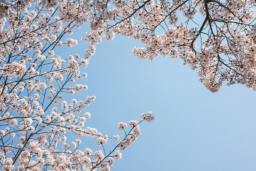 봄 벚꽃나무 (2)