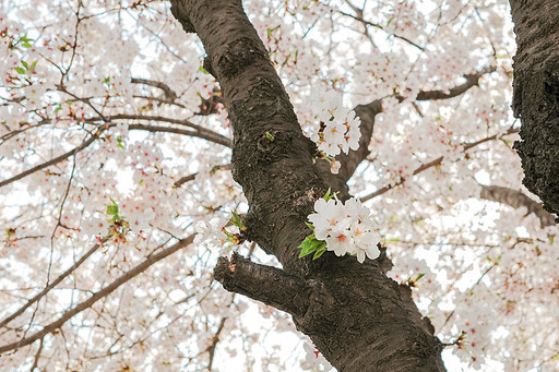 봄 벚꽃나무 (1)