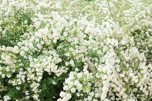 하얀꽃