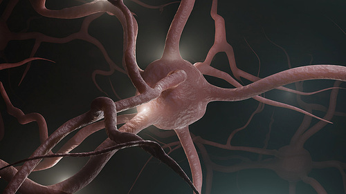 뉴런은 다른 신경세포, 근육, 정보를 전달하는 신경계 내의 세포
