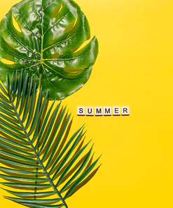 트로피컬 여름 배경 컨셉,열대 야자수로 장식된 컬러배경 썸머 텍스트