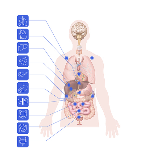 복모혈 한의학 치료 효과 기전 설명 일러스트