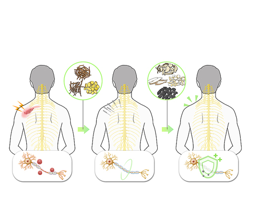대상포진 한약 신경재생 한의학 치료 효과 기전 설명 일러스트