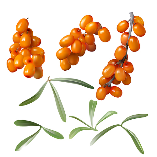 Sea buckthorn, yellow ripe berries and green leaves, set isolated on white . Collection of juicy sea-buckthorn fruit, design element for packaging cosmetics, food, tea and medical oil