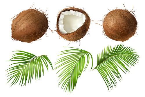 Coconut realistic vector illustration, whole and half cracked broken coco nut with green palm leaves, isolated on white . Set for ads or packaging design natural food and organic cosmetics.
