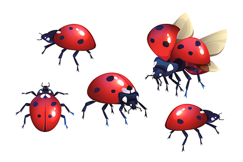 Ladybug or ladybird, red with black spots beetle, winged flying insect set of cartoon realistic vector illustrations isolated on white , coccinella close-up, top and side view