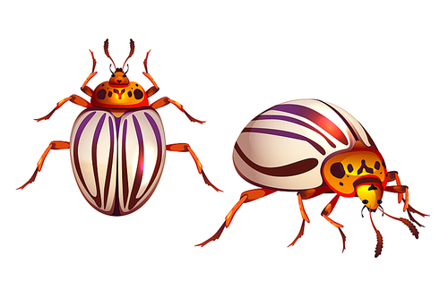 Colorado beetle, potato bug realistic vector illustration. Adult insect agricultural pest with striped wings, ten-striped spearman close-up cartoon top side view, isolated on white 