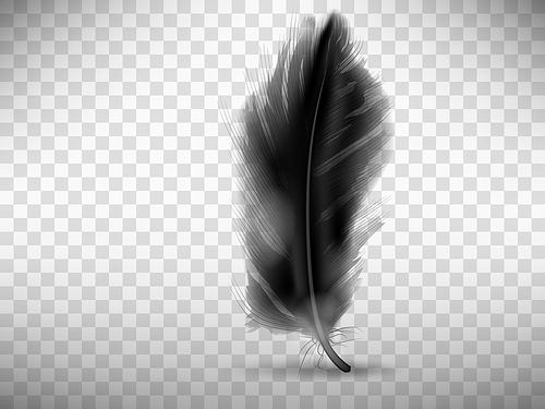 Black fluffy feather with shadow vector realistic illustration, isolated on transparent background. Feather from wing of bird or fallen angel, symbol of softness, design element